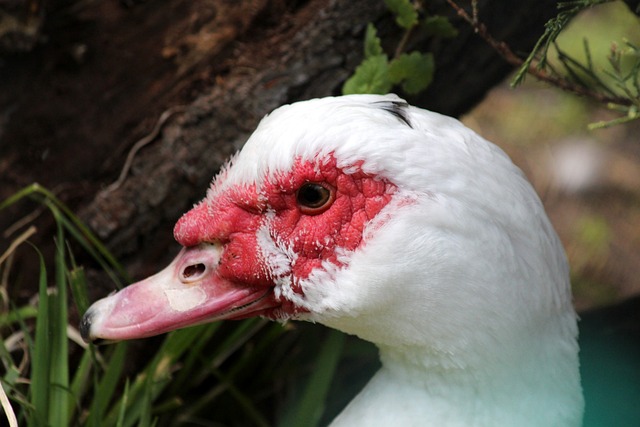 将成为这个 将成为这个